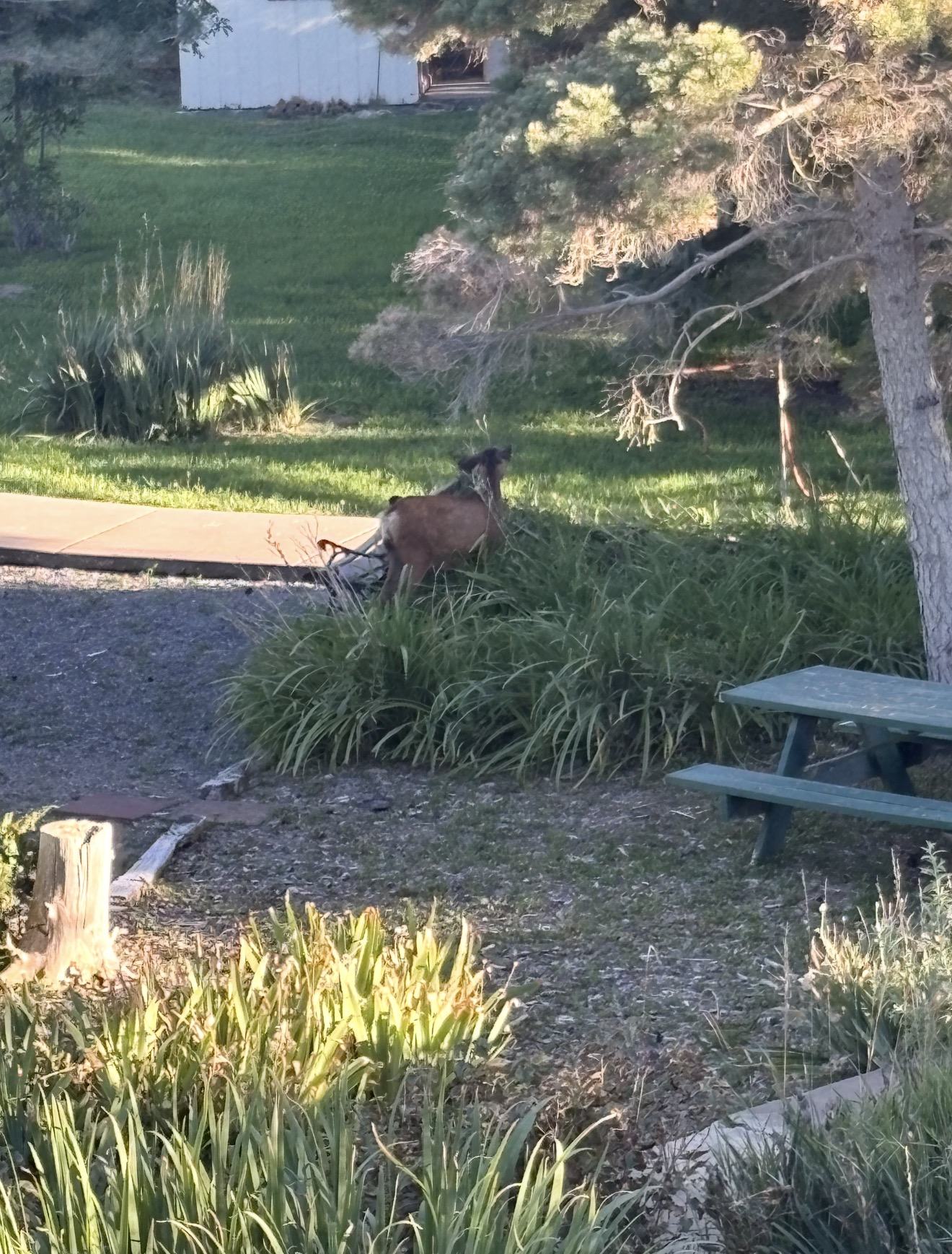 Deer beside a walking path on the Spring Creek Chalet grounds