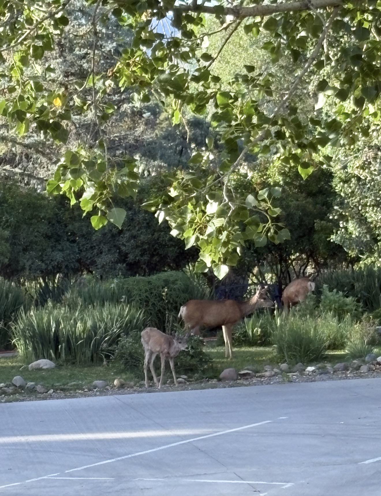 Deer family visiting the landscaped grounds at Spring Creek Chalet